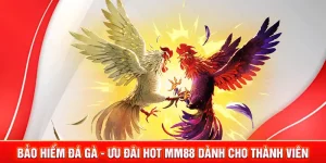 Bảo Hiểm Đá Gà - Ưu Đãi Hot MM88 Dành Cho Thành Viên 3 bảo hiểm đá gà
