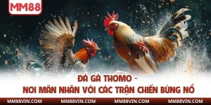 Đá Gà Thomo -  Nơi Mãn Nhãn Với Các Trận Chiến Bùng Nổ  2 Đá gà thomo