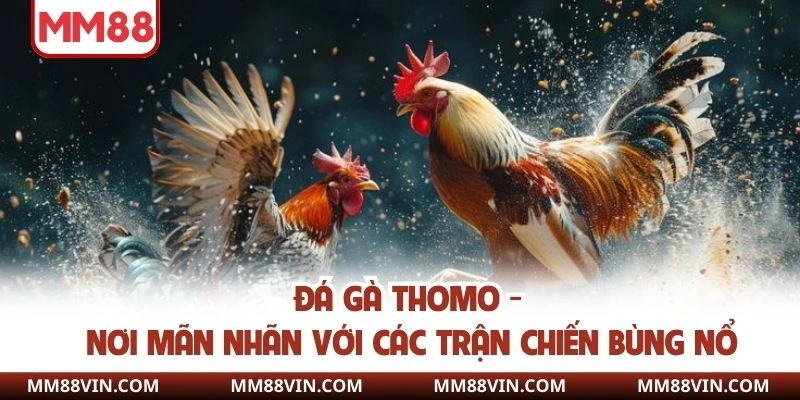 Đá Gà Thomo -  Nơi Mãn Nhãn Với Các Trận Chiến Bùng Nổ  1 Đá gà thomo