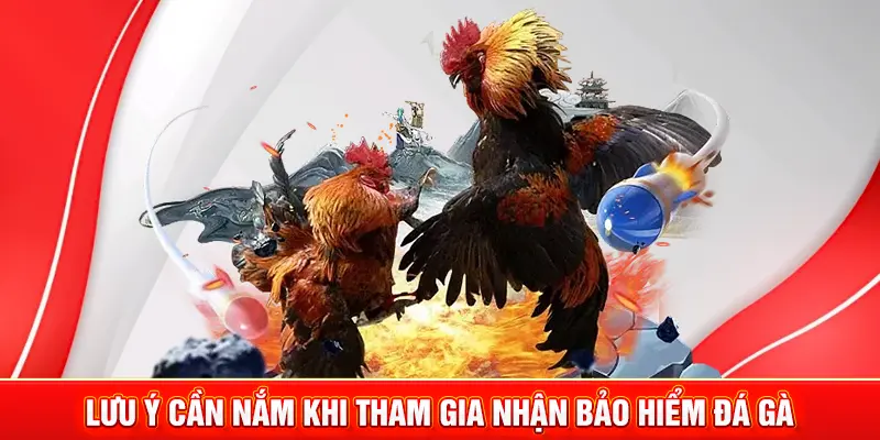 Bảo Hiểm Đá Gà - Ưu Đãi Hot MM88 Dành Cho Thành Viên 4 Lưu ý cần nắm khi tham gia nhận bảo hiểm đá gà