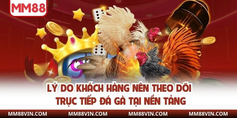 Lý do khách hàng nên theo dõi trực tiếp đá gà tại nền tảng