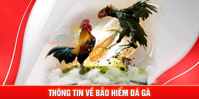 Bảo Hiểm Đá Gà - Ưu Đãi Hot MM88 Dành Cho Thành Viên 2 Thông tin về bảo hiểm đá gà
