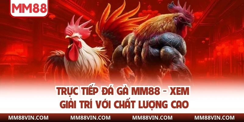 Trực Tiếp Đá Gà MM88 - Xem Giải Trí Với Chất Lượng Cao 1 trực tiếp đá gà