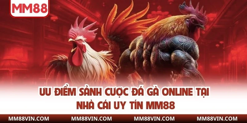 Đá Gà MM88 - Thổi Bùng Đam Mê Qua Từng Trận Chọi Kê Nảy Lửa 3 Ưu điểm sảnh cược đá gà online tại nhà cái uy tín MM88